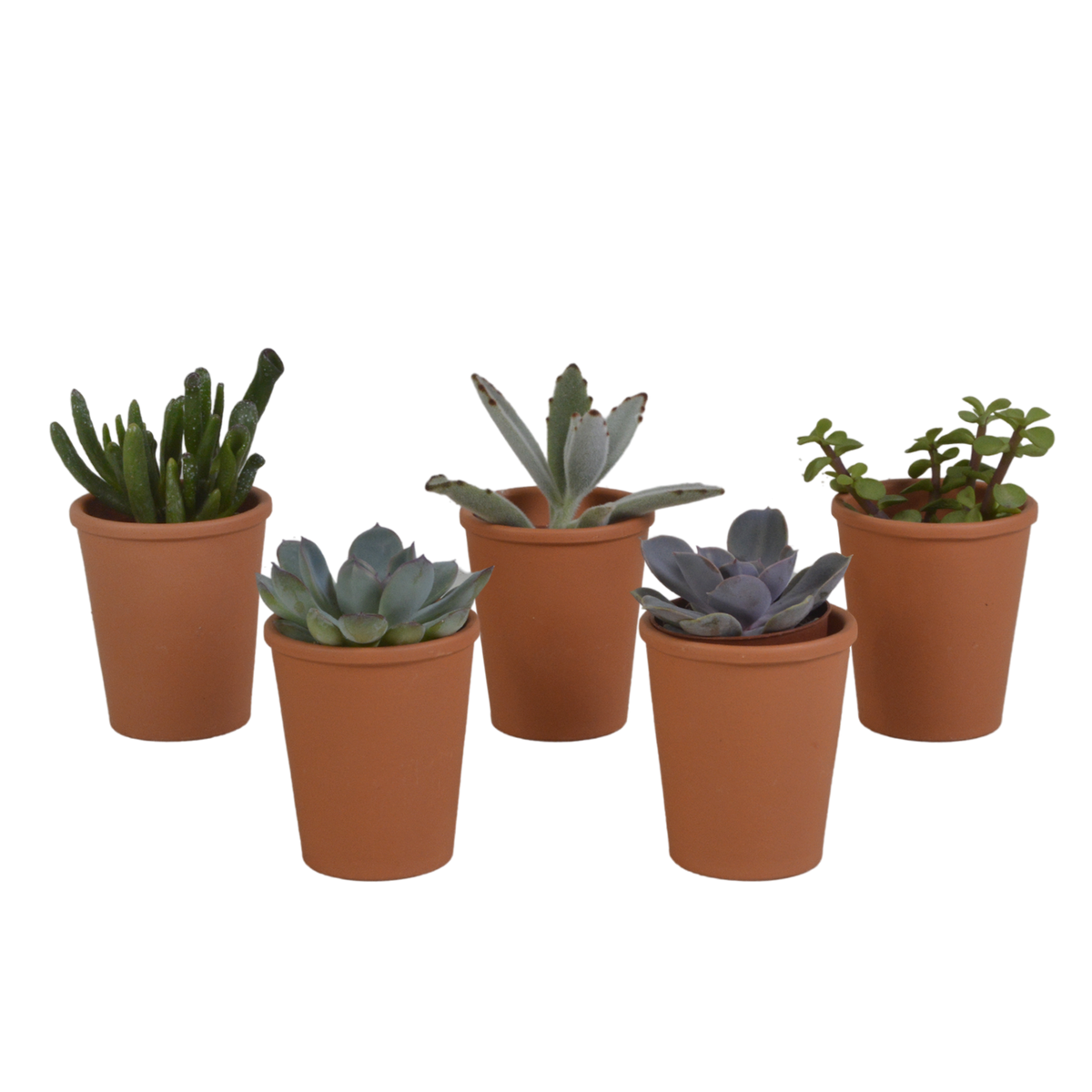 Vetplanten mix 5.5 cm - 5x - in terracotta pot