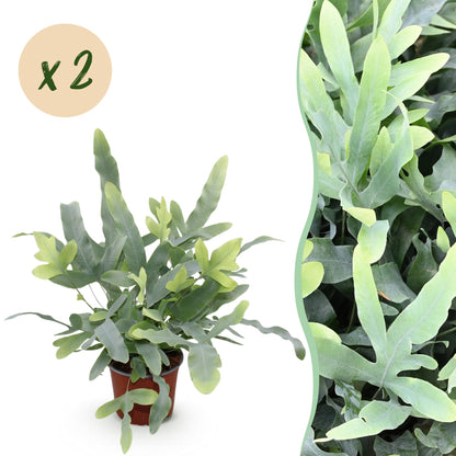 Kamerplant - Phlebodium aureum Blue Star - Blauwe Varen - Huisdiervriendelijk - Blauw - 2 Planten - Pot 12cm - Hoogte 25-30cm