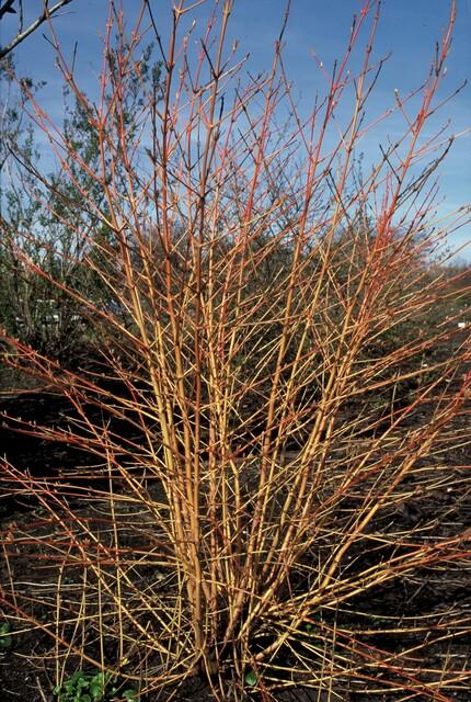 60x Cornus sang. 'Anny's Winter Orange' - ↕10-25cm - Ø9cm