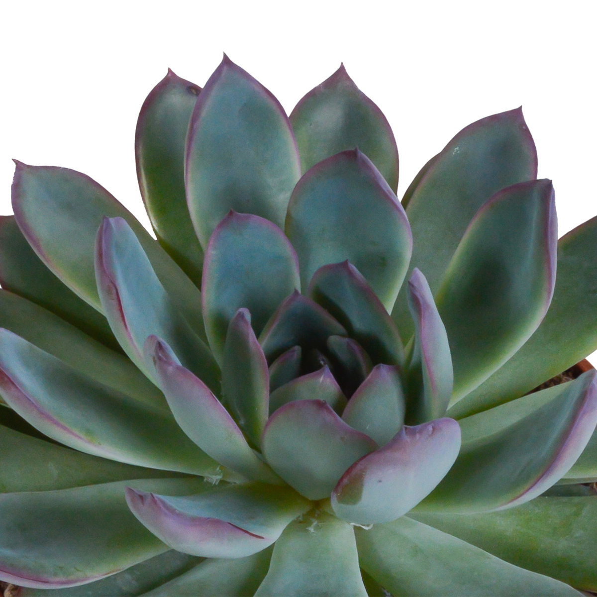 Echeveria mix 10.5 cm - 3x - in witte pot