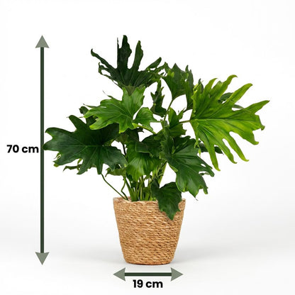 Kamerplant - Philodendron - Philodendron Lickety split - Groen - Weinig onderhoud - 1 Plant - met Mand - Pot 19cm - Hoogte 70cm