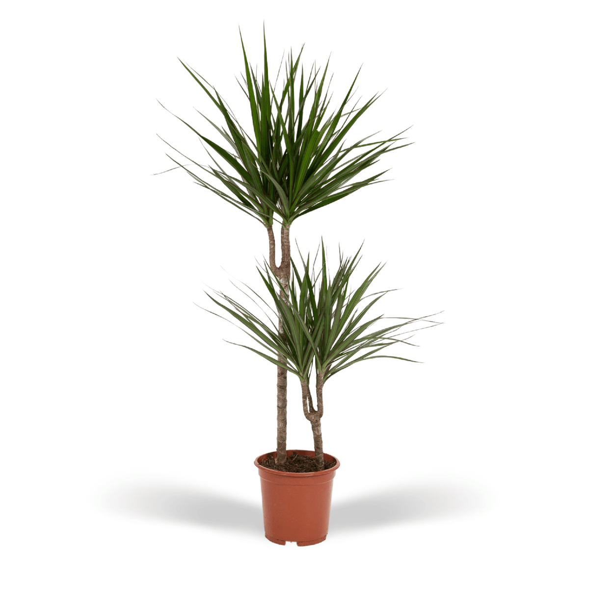 Dracaena Marginata - Ø19cm - ↕100cm