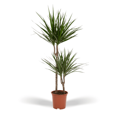 Dracaena Marginata - Ø19cm - ↕100cm