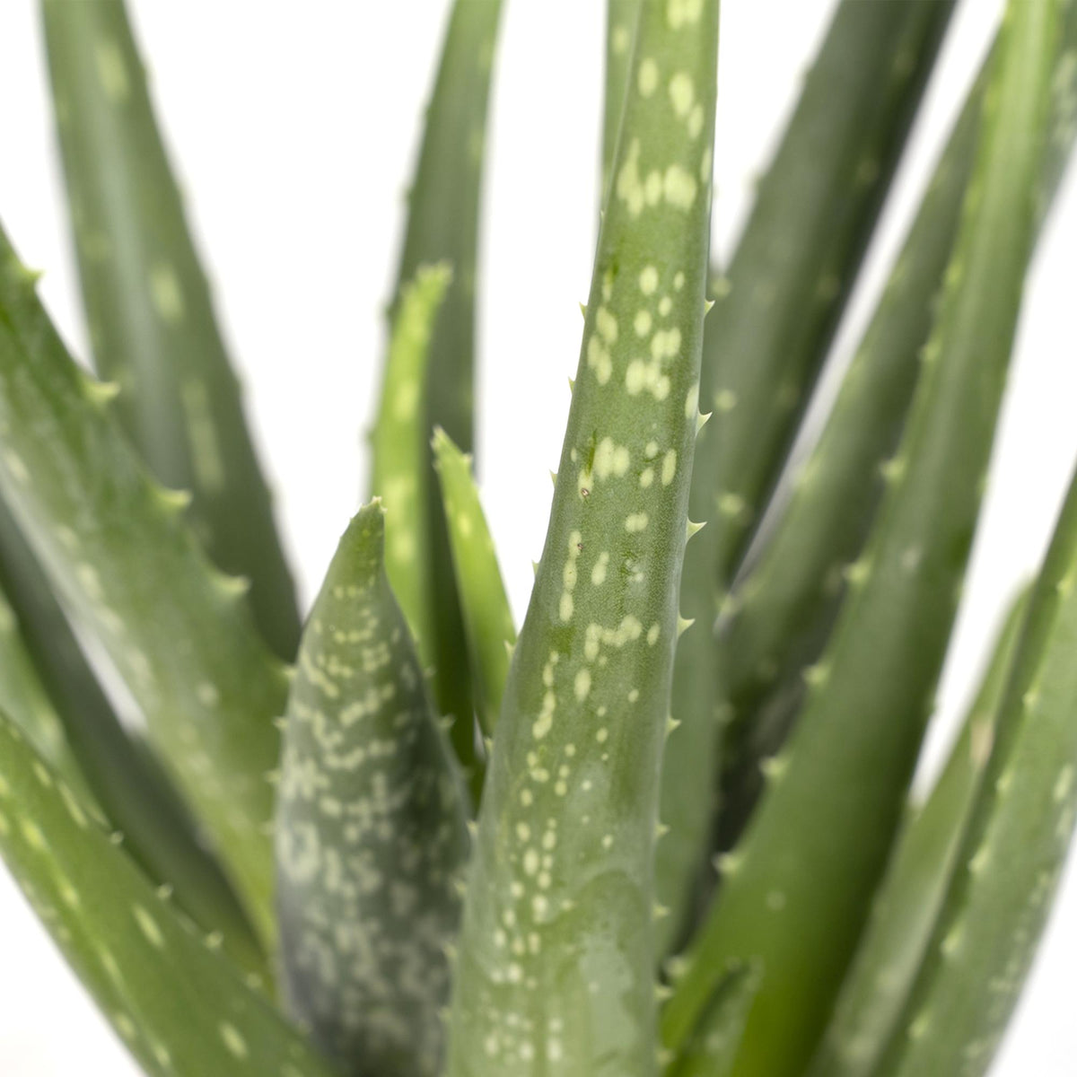 Aloe vera - Ø12cm - ↕40cm - Ø12 - ↨40cm
