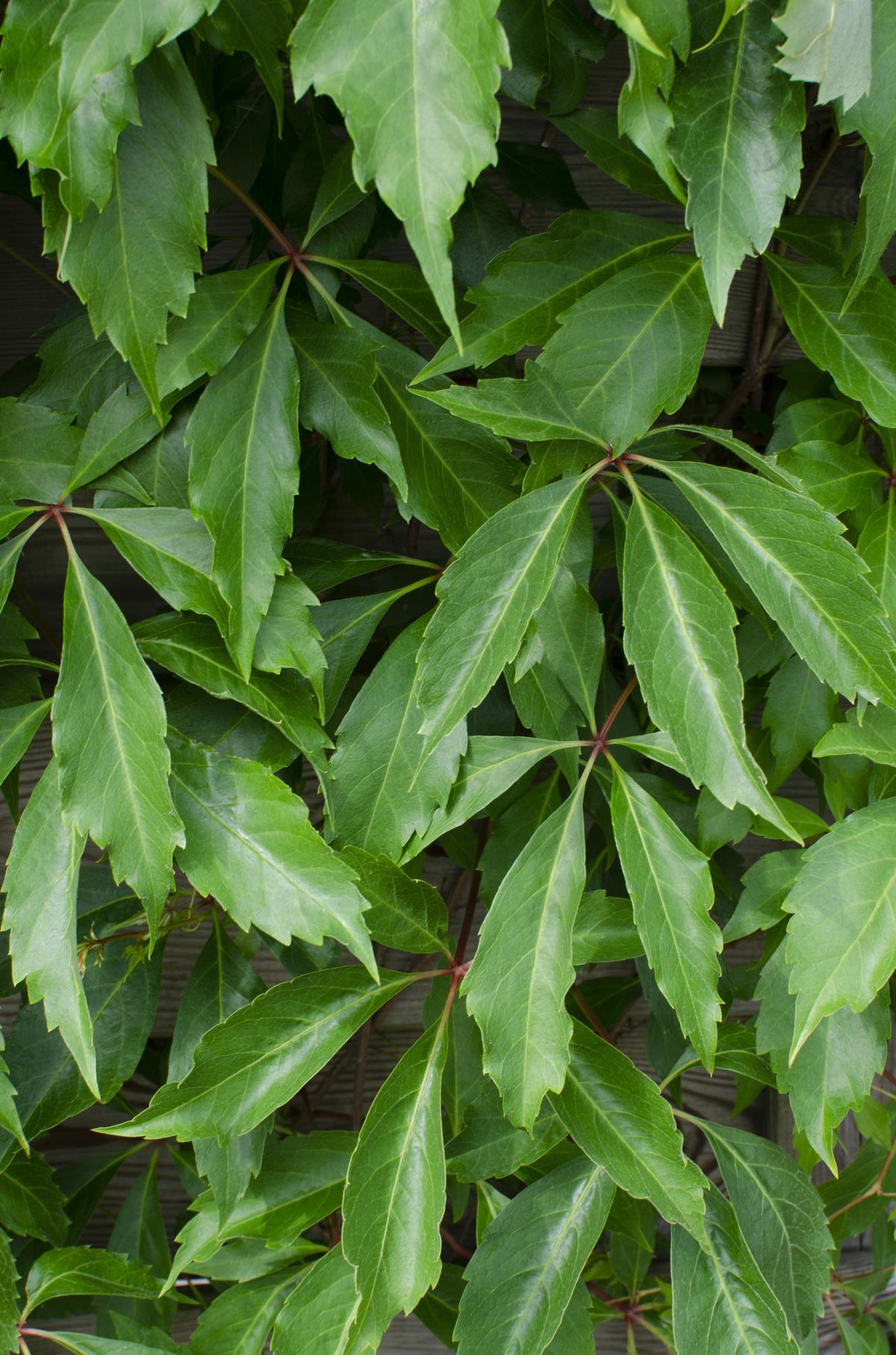 Parthenocissus q. var. 'Engelmannii' - Ø15cm - ↕65cm