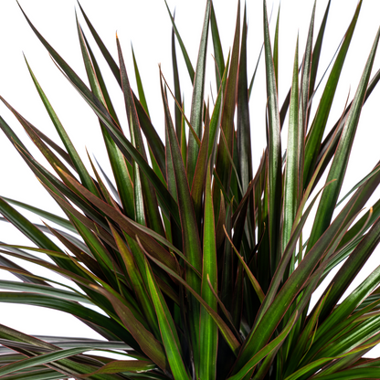 Dracaena Marginata Magenta Ø24cm - ↕130 - 150cm