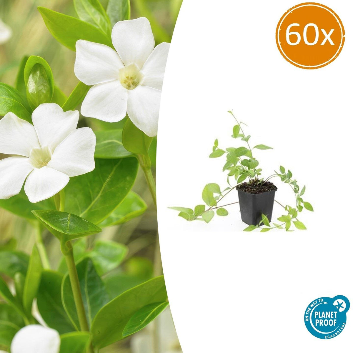 60x Vinca major 'Alba' - ↕10-25cm - Ø9cm