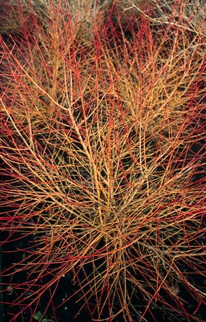 60x Cornus sang. 'Anny's Winter Orange' - ↕10-25cm - Ø9cm