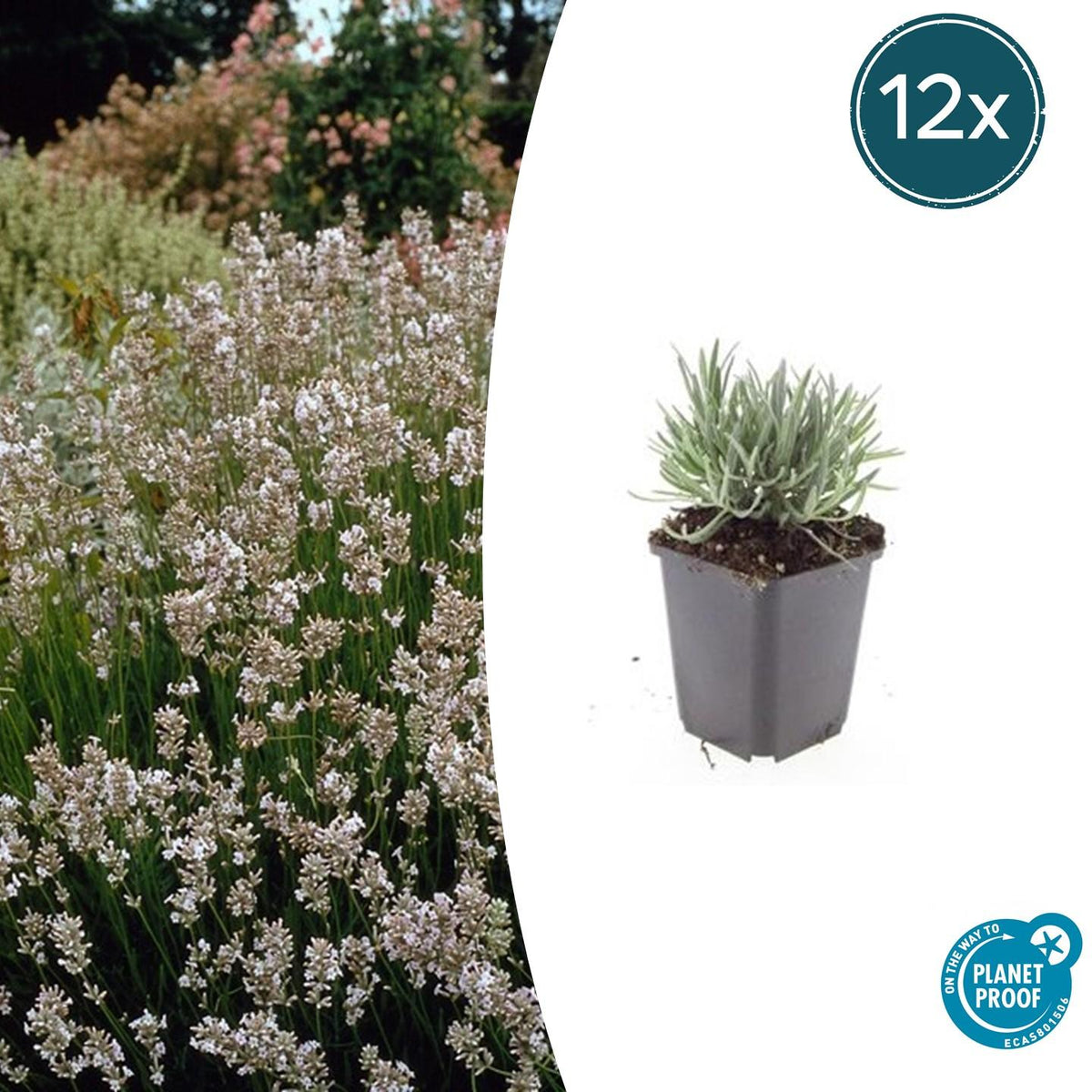 12x Lavandula int. 'Edelweiss' - ↕10-25cm - Ø9cm
