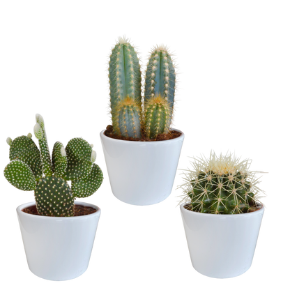 Cactus mix 10.5 cm - 3x - in witte pot