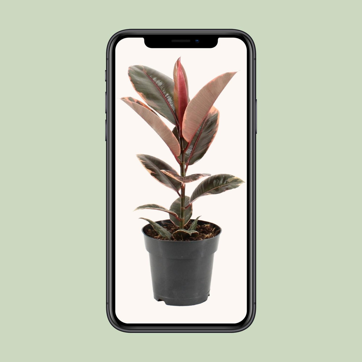 Ficus Elastica Belize - Ø17cm - ↕55cm