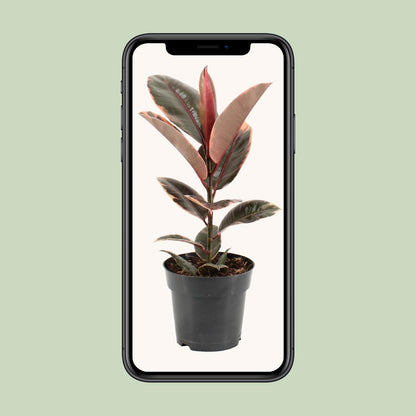 Ficus Elastica Belize - Ø17cm - ↕55cm