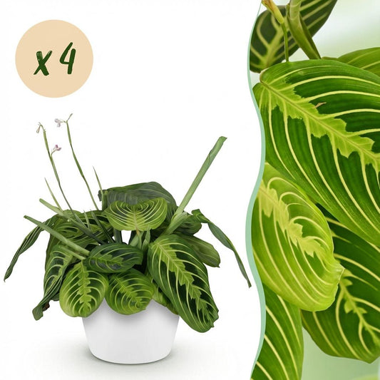 Kamerplant - Maranta Fascinator Lemon Lime - Gebedsplant - Huisdiervriendelijke Plant - Groen - 4 Planten - met Potter Wit - Pot 12cm - Hoogte 25cm