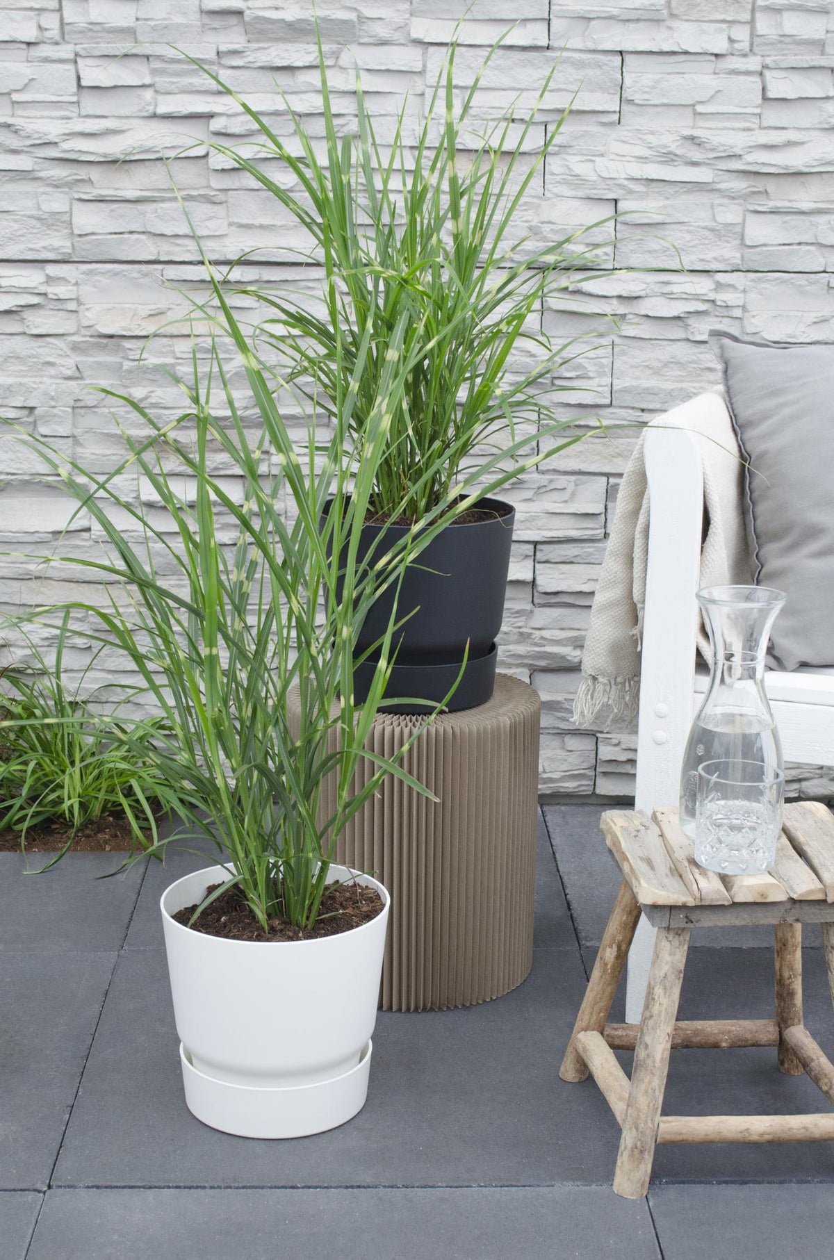 Miscanthus sinensis Strictus - Ø23cm - ↕60cm - Ø19 - ↨50cm