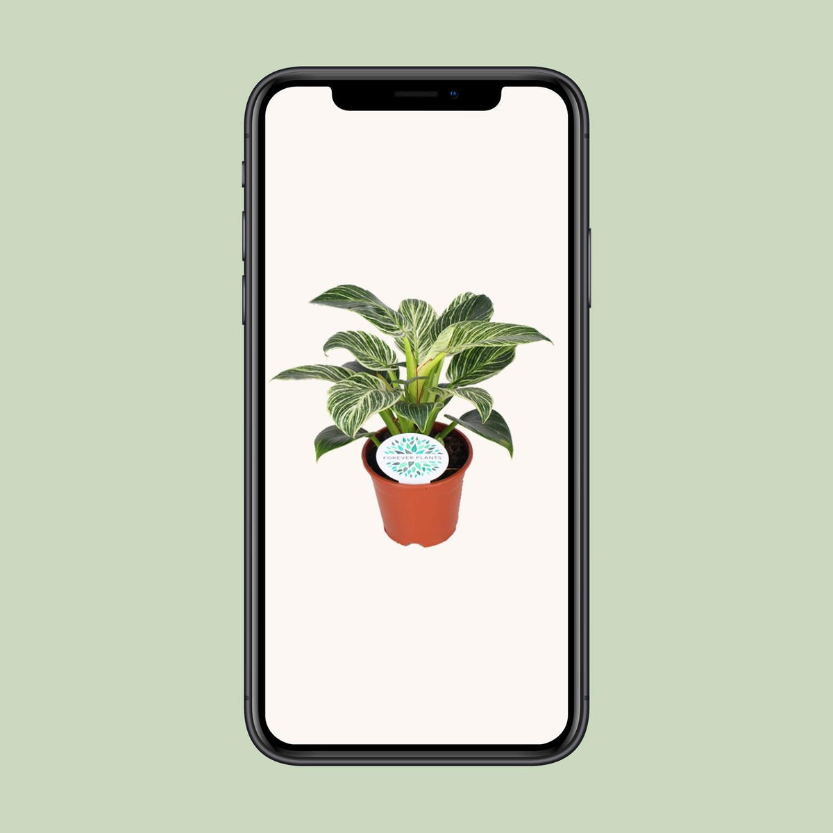 Philodendron Birkin - Ø14cm - ↕25cm