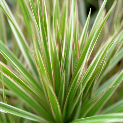 Kamerplanten - Dracaena Marginata Bicolor - Drakenbloedboom - Weinig onderhoud - Groen - 1 Plant - met Potter Wit - Pot 21cm - Hoogte 90-100cm