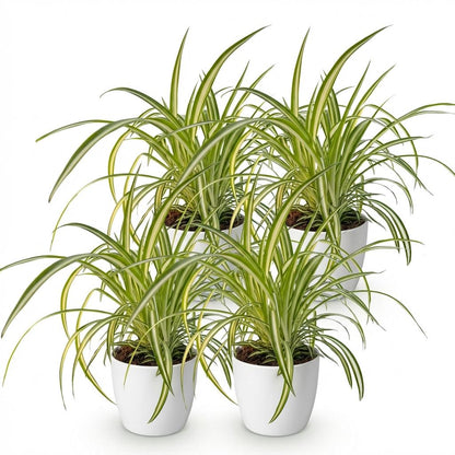 Kamerplant - Chlorophytum comosum Variegatum - Bonte Graslelie - Huisdiervriendelijke Plant - Groen - 4 Planten - met Potter Wit - Pot 12cm - Hoogte 20cm