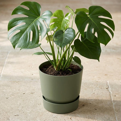 Elho greenville round leaf green - D20cm
