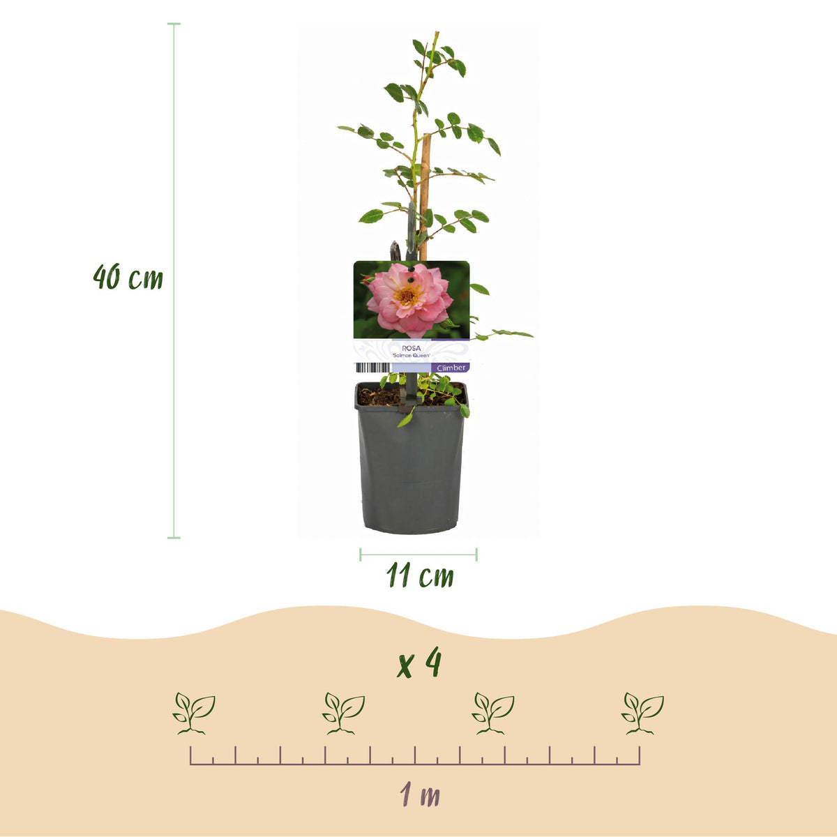 Klimroos - Rosa Salmon Queen - Bloem Licht roze - Weinig onderhoud - 2 planten - Pot 11cm Hoogte 40cm