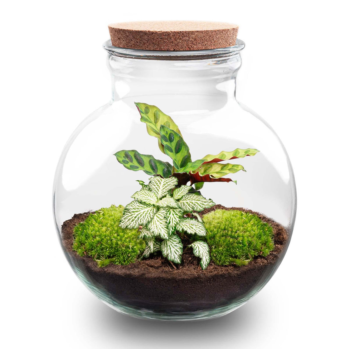 DIY Planten terrarium (met licht) - Teddy - Ø 25 cm ↑ 26,5 cm - Rake + Shovel + Tweezer + Scissors