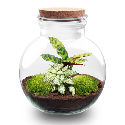 DIY Planten terrarium (met licht) - Teddy - Ø 25 cm ↑ 26,5 cm - Rake + Shovel + Tweezer + Scissors