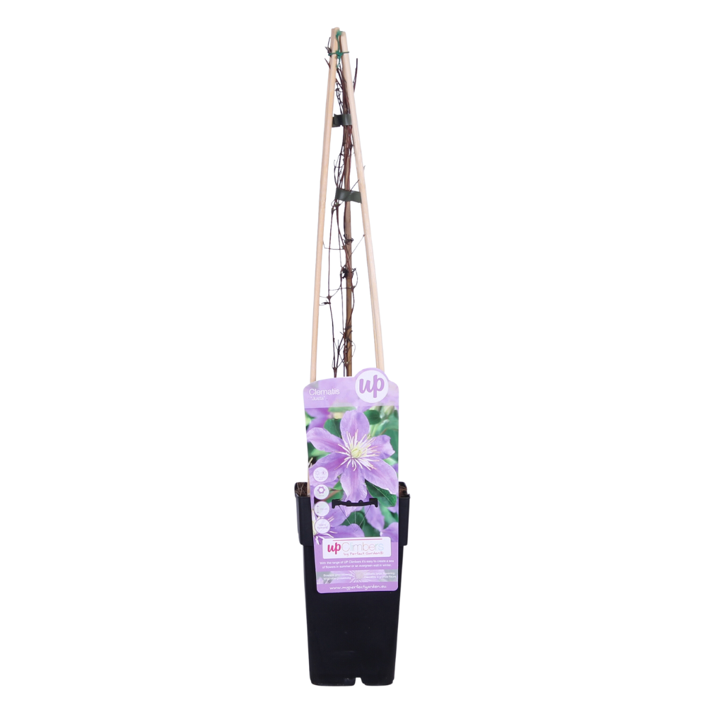 Clematis Justa - Ø15cm - ↕65cm