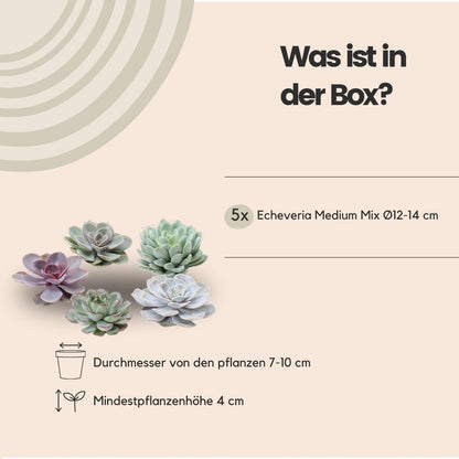 ROOTLESS Echeveria Medium Mix GIY Box
