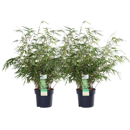 2x Fargesia rufa - ↨60cm - Ø19