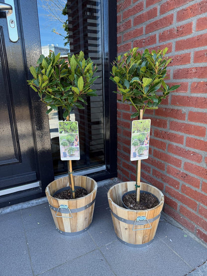 Plant op Stam - Laurus nobilis - Terras Plant - Bladhoudend - Winterhard - Groen Blad - Pot 19cm Hoogte 90cm