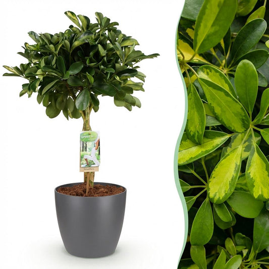 Kamerplanten - Schefflera Gold Capelle - Vingerboom - Weinig onderhoud - Groen - goud - 1 Plant - met Potter Grijs - Pot 21cm - Hoogte 70-80cm