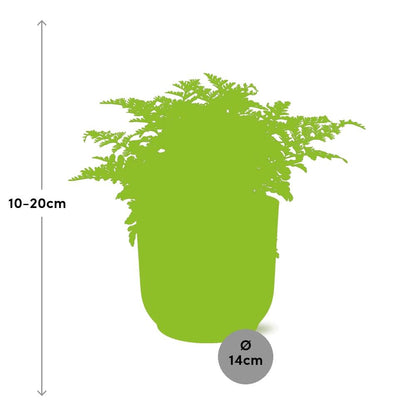 Asplenium Parvati in ELHO Vibes Fold 14cm roze