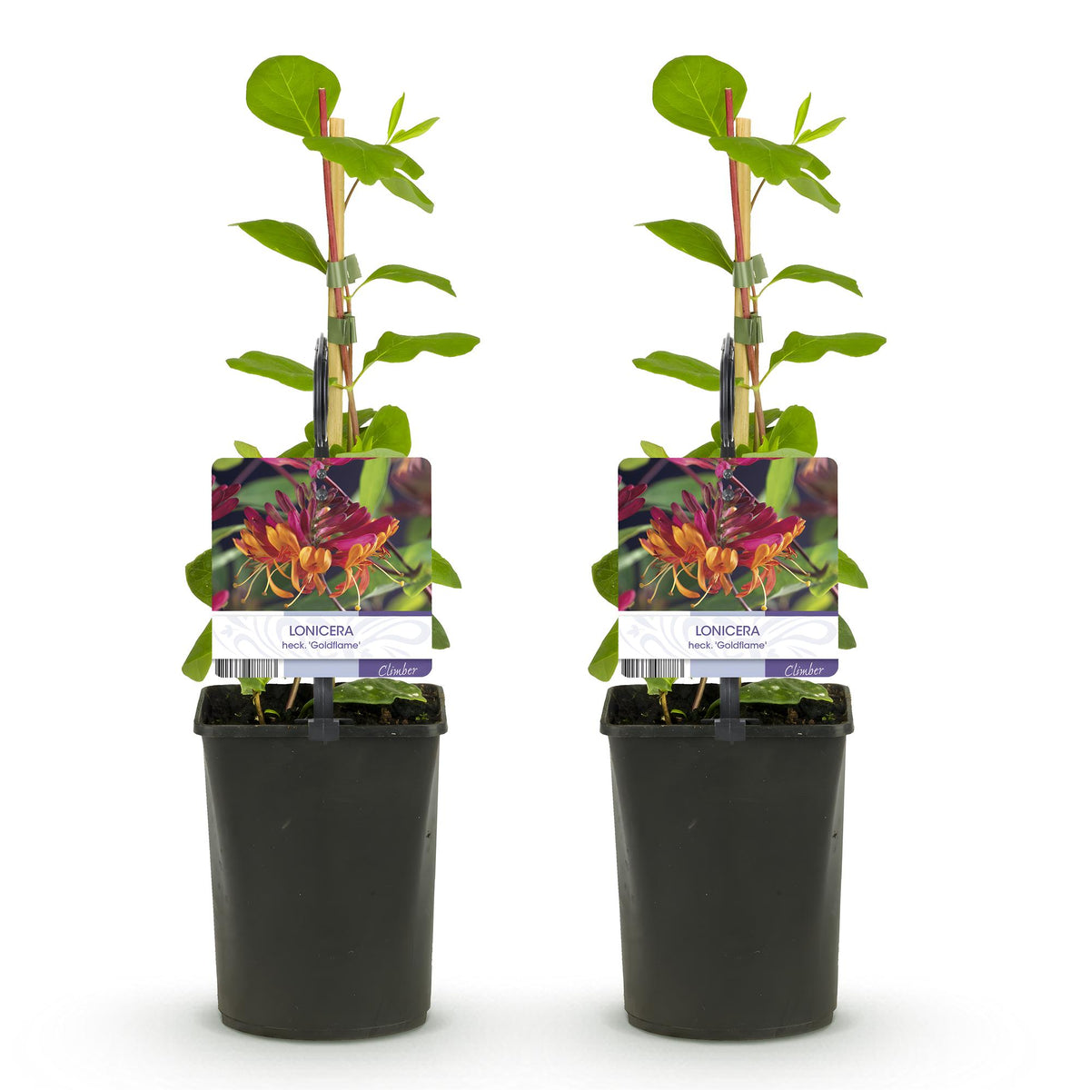 Kamperfoelie - Lonicera heckrottii Goldflame -Bbloem Roze met Geel  - Weinig onderhoud - 2 planten - Pot 11cm Hoogte 40cm