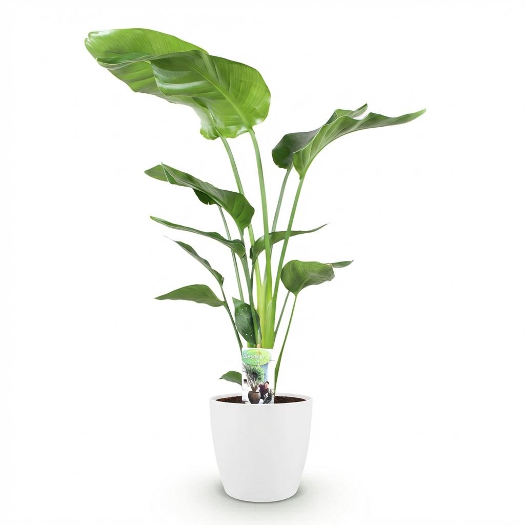 Kamerplanten - Strelitzia Nicolai - Paradijsvogelbloem - Weinig onderhoud - Groen - 1 Plant - met Potter Wit - Pot 21cm - Hoogte 110-120cm