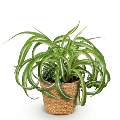 Kamerplant - Chlorophytum comosum Bonnie - Krullende Graslelie - Huisdiervriendelijke Plant - Groen - 1 Plant - met Mand - Pot 12cm - Hoogte 20cm