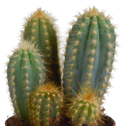 Cereus mix 10,5cm - 3x - in Mexicaanse pot