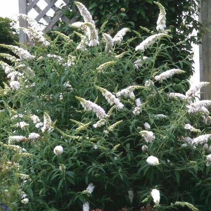 Tuinplant - Buddleja davidii White Profusion - Vlinderstruik - Winterhard - Wit - 1 Plant - Pot 17cm - Hoogte 45cm