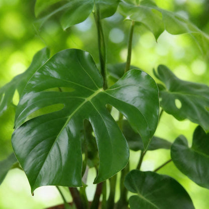Green is... Kamerplanten - Monstera Deliciosa - Gatenplant - Weinig onderhoud - met mand - Groen - 1 Plant - Pot 21cm - Hoogte 70-80cm