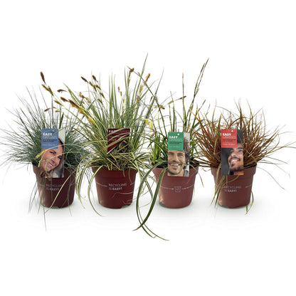 Siergrassen - 4 Planten - Blauw - Geel - Groen - Rood - Bladhoudend - Weinig Onderhoud - Pot 17cm Hoogte 50cm