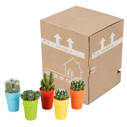 Cactus mix 5.5 cm - 5x - in gekleurde plasticpot