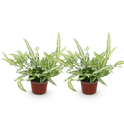 Kamerplant - Pteris cretica Albolineata - Lintvaren - Huisdiervriendelijk - Bont - 2 Planten - Pot 12cm - Hoogte 28-30cm