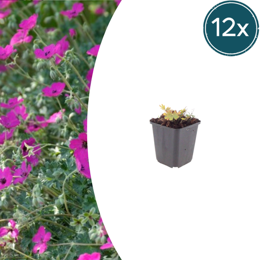 12x Geranium sang. 'Max Frei' - ↕10-25cm - Ø9cm