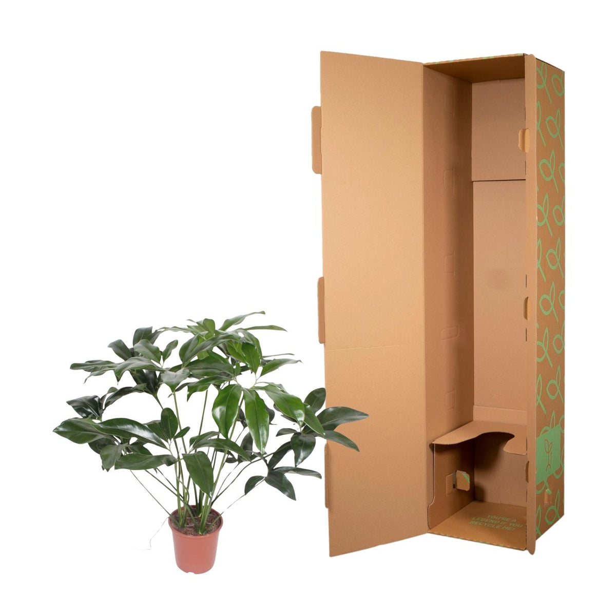 Philodendron Green Wonder - 100 cm - ø24