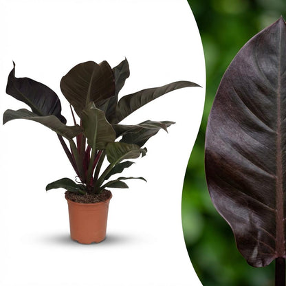 Kamerplant - Philodendron - Philodendron Imperial Red - Rood - Weinig onderhoud - 1 Plant - Pot 19cm - Hoogte 60cm