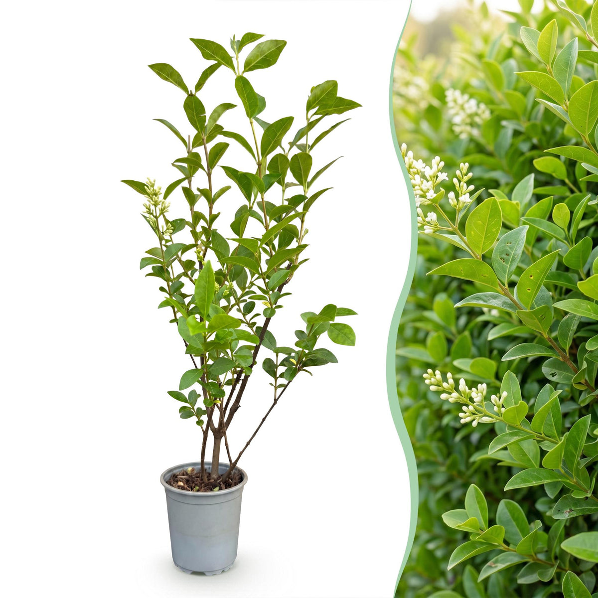 16x Ligustrum ovalifolium - Gewone Liguster - Haagplanten - Groenblijvend - Groen - Pot 9cm - Hoogte 35-45cm