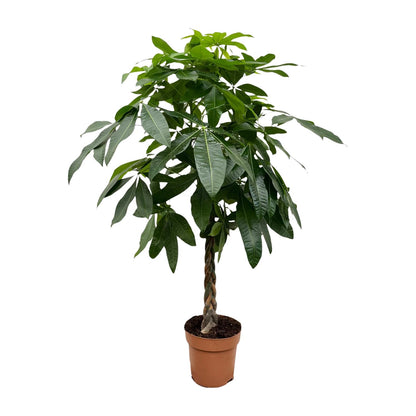 Pachira Aquatica - 170 cm - ø27