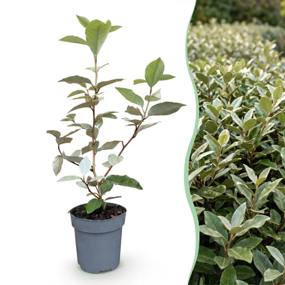 16x Eleagnus ebbingei Compacta - Olijfwilg - Haagplanten - Groenblijvend - Grijs - Pot 9cm - Hoogte 25-35cm