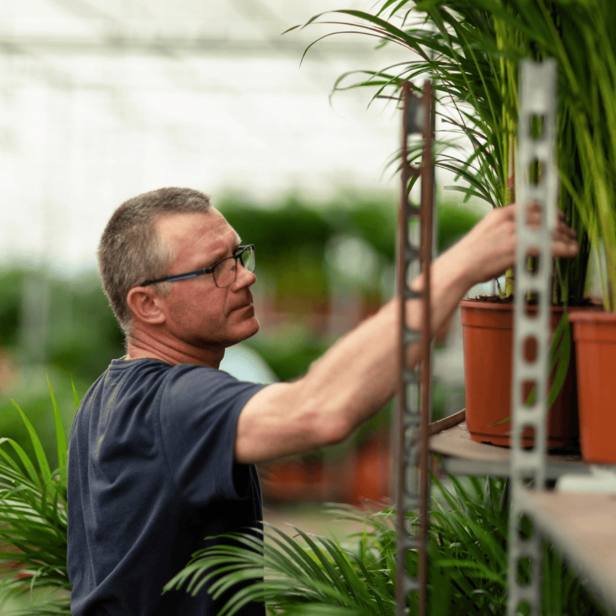 Areca palm - Ø17cm - ↕70cm