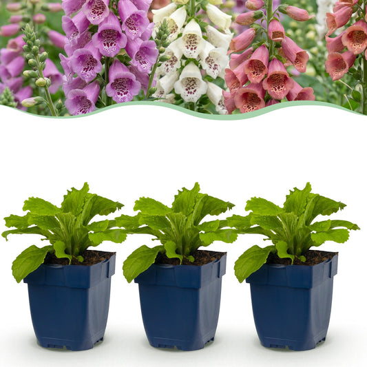 Vasteplant - Digitalis Tricolour - Vingerhoedskruid - Schaduw - Roze - Paars - Wit - 12 Planten - Pot 11cm - Hoogte 15-25cm