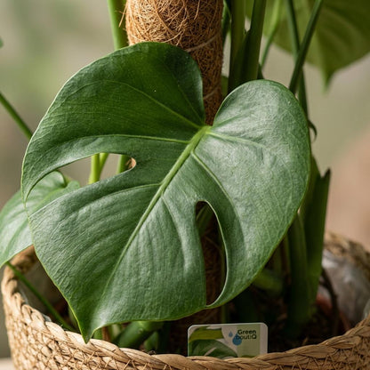 Kamerplant - Gatenplant - Monstera Deliciosa mosstok - Groen - Weinig onderhoud - 1 Plant - met Mand - Pot 19cm - Hoogte 90cm