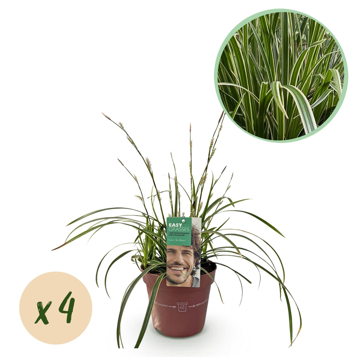 Siergrassen - Carex morrowii Ice Dance  - Wit & Groen - 4 Planten - Bladhoudend - Weinig Onderhoud - Pot 17cm Hoogte 50cm